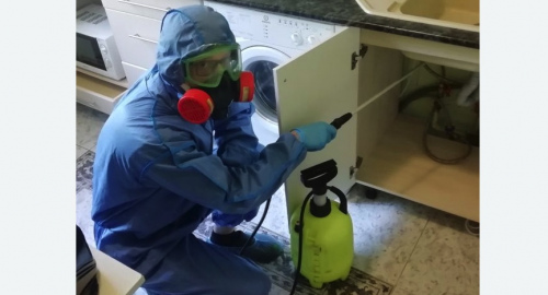 Уничтожение муравьев в квартире. Зеленогорск