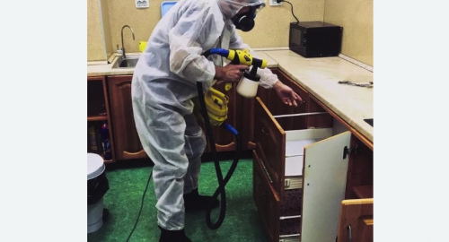 Уничтожение насекомых в квартире. Зеленогорск