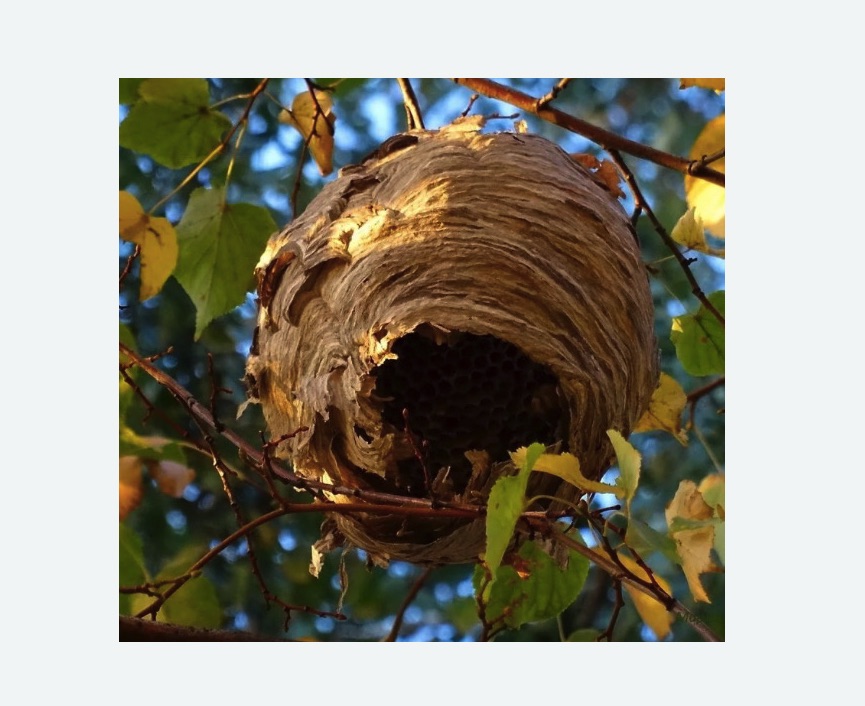 Обработка от шершней в Зеленогорске