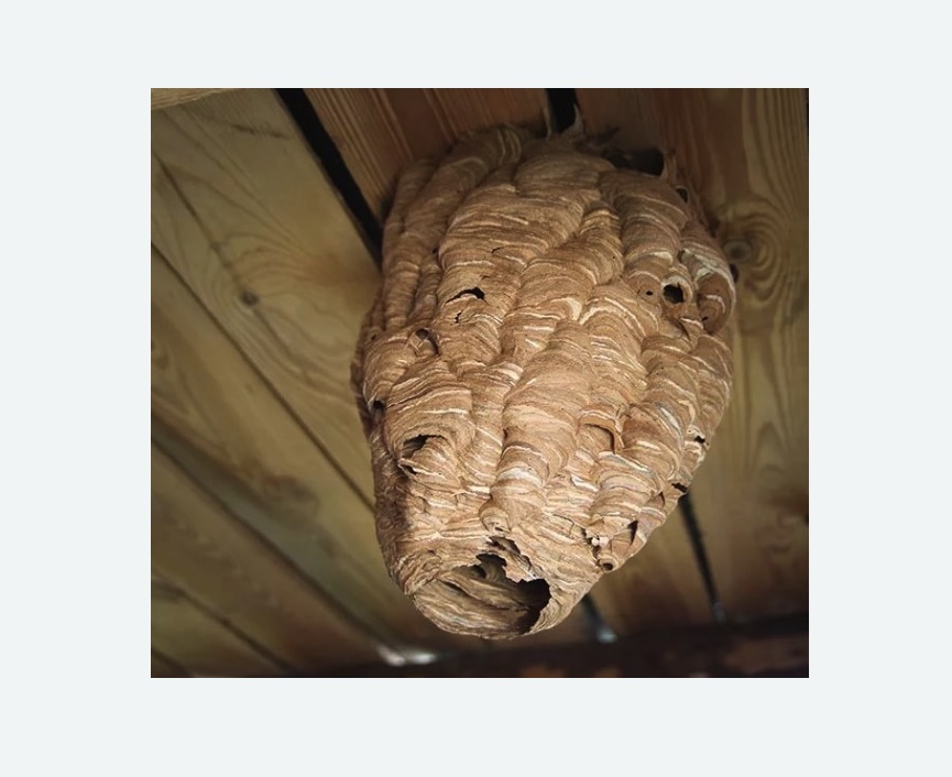 обработка от шершней в Зеленогорске