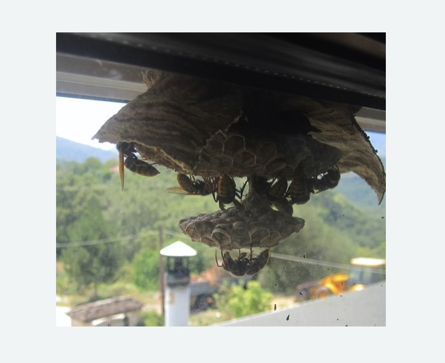 Уничтожение гнёзд шершней в Зеленогорске