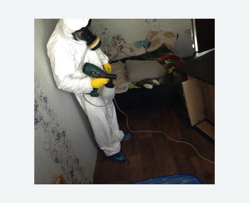 Обработка от насекомых в Зеленогорске Обработка квартиры от насекомых