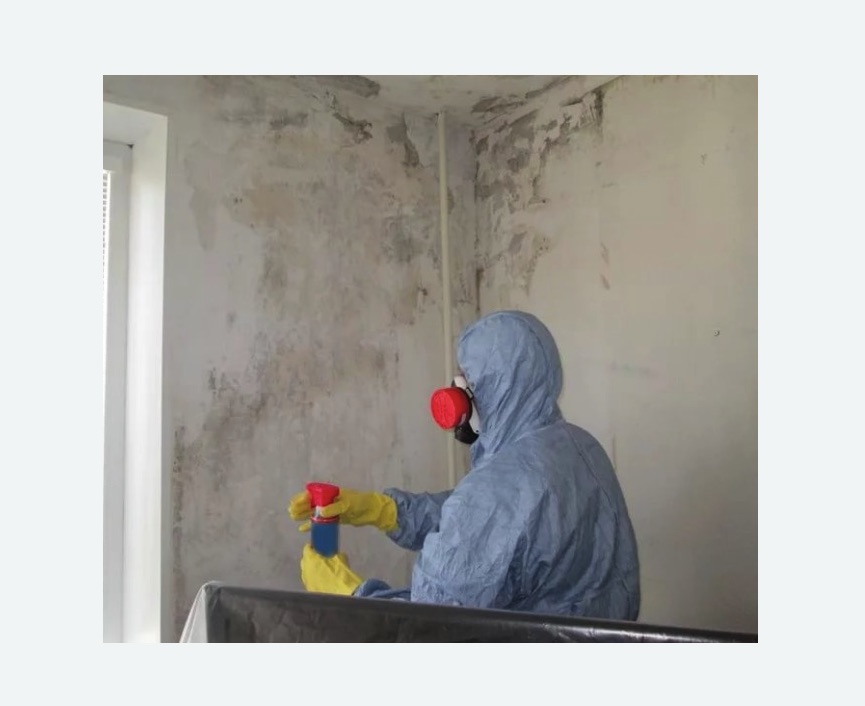 Удаление плесени в квартире в Зеленогорске