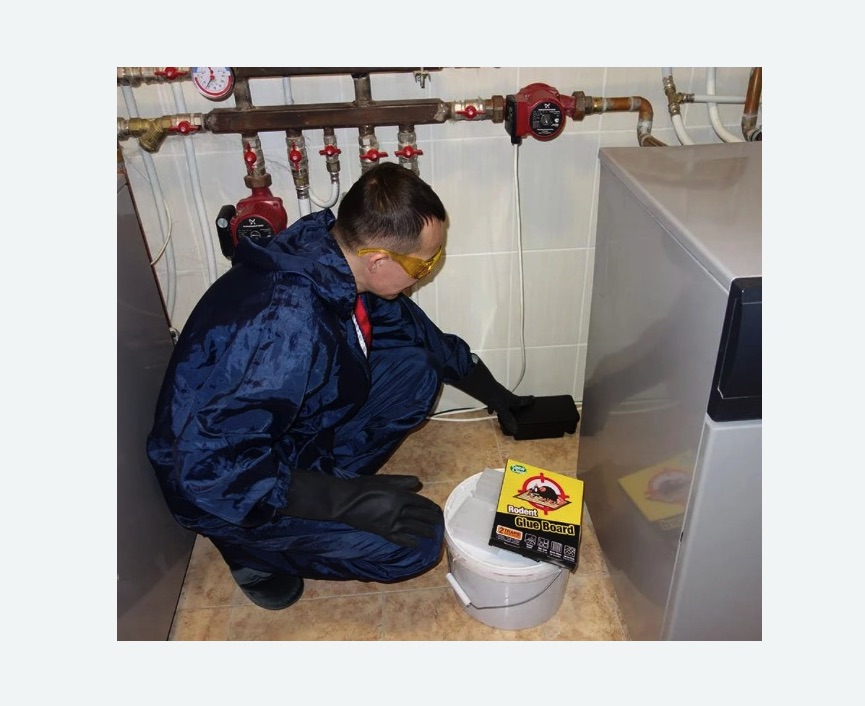 Уничтожение крыс в Зеленогорске