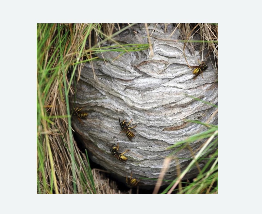 Уничтожение ос и ульев в Зеленогорске