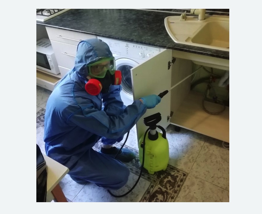 обработка от муравьев в квартире в Зеленогорске